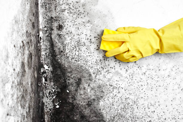 Reliable Roosevelt, NJ Mold Removal Solutions