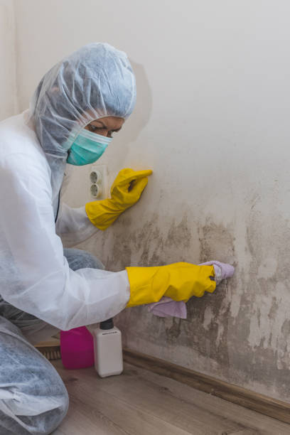 Best Basement Mold Removal  in Roosevelt, NJ