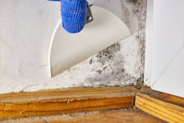 Best Mold Prevention Services  in Roosevelt, NJ