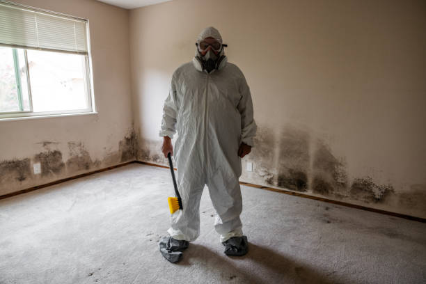 Best Attic Mold Removal  in Roosevelt, NJ